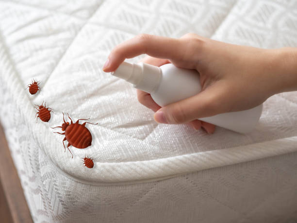Best Bed Bug Extermination  in Piney, AR